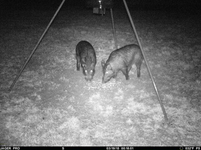 Arkansas Cooperative Extension Service tweet media