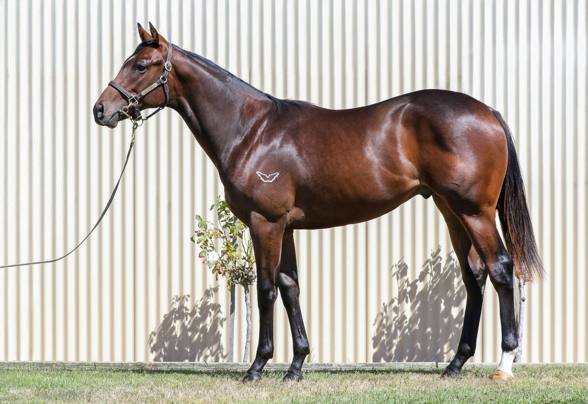 Toward Reward Thoroughbreds tweet media