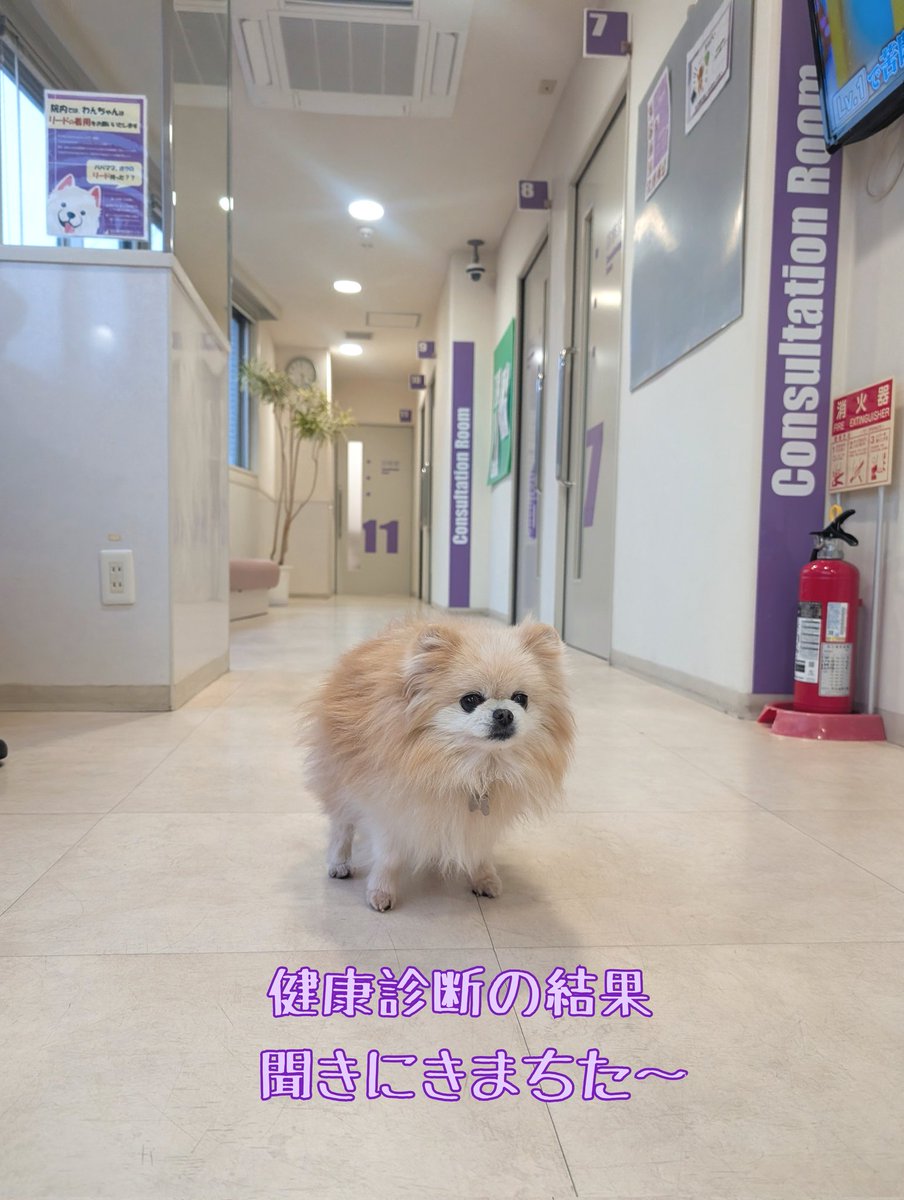 ロコ❤モア tweet media