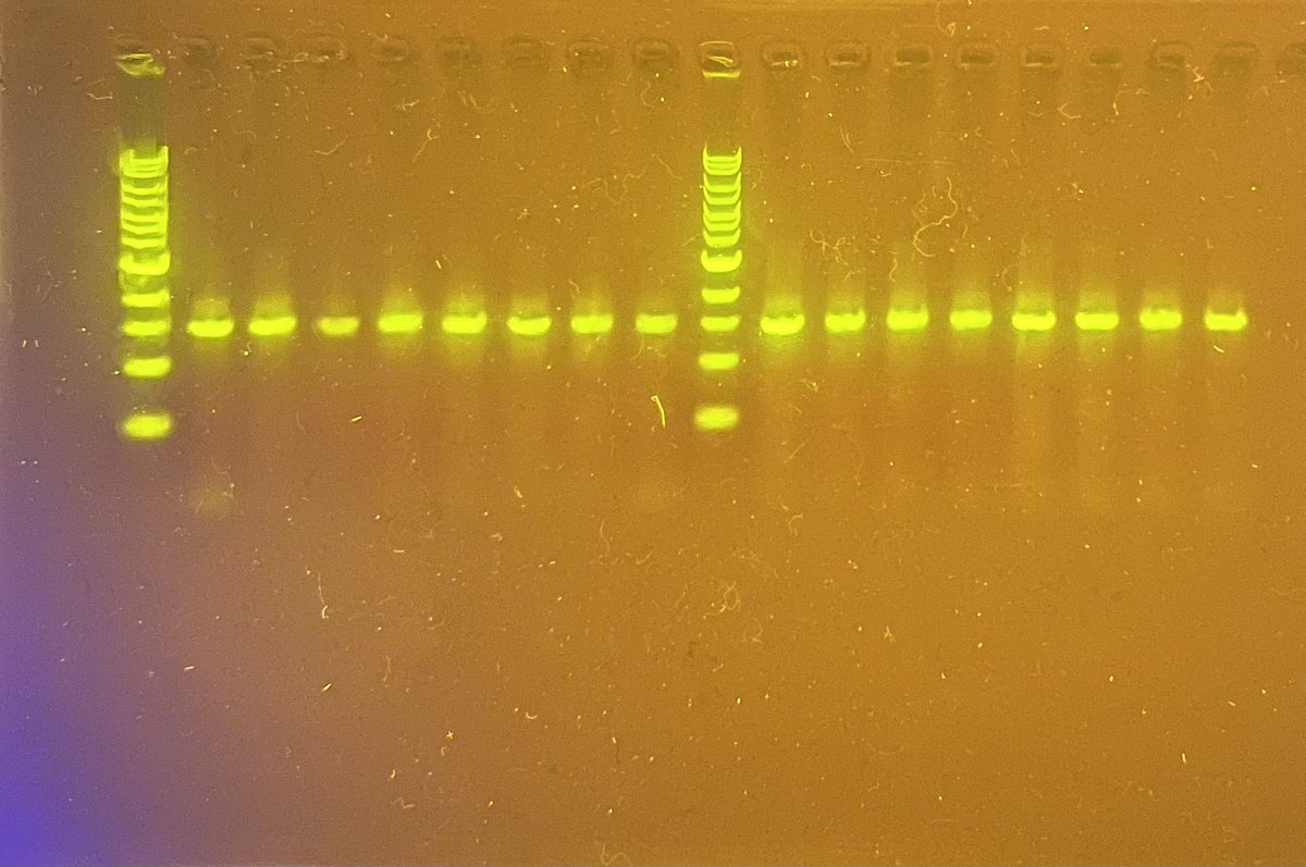 @kuhnbobio tweet media