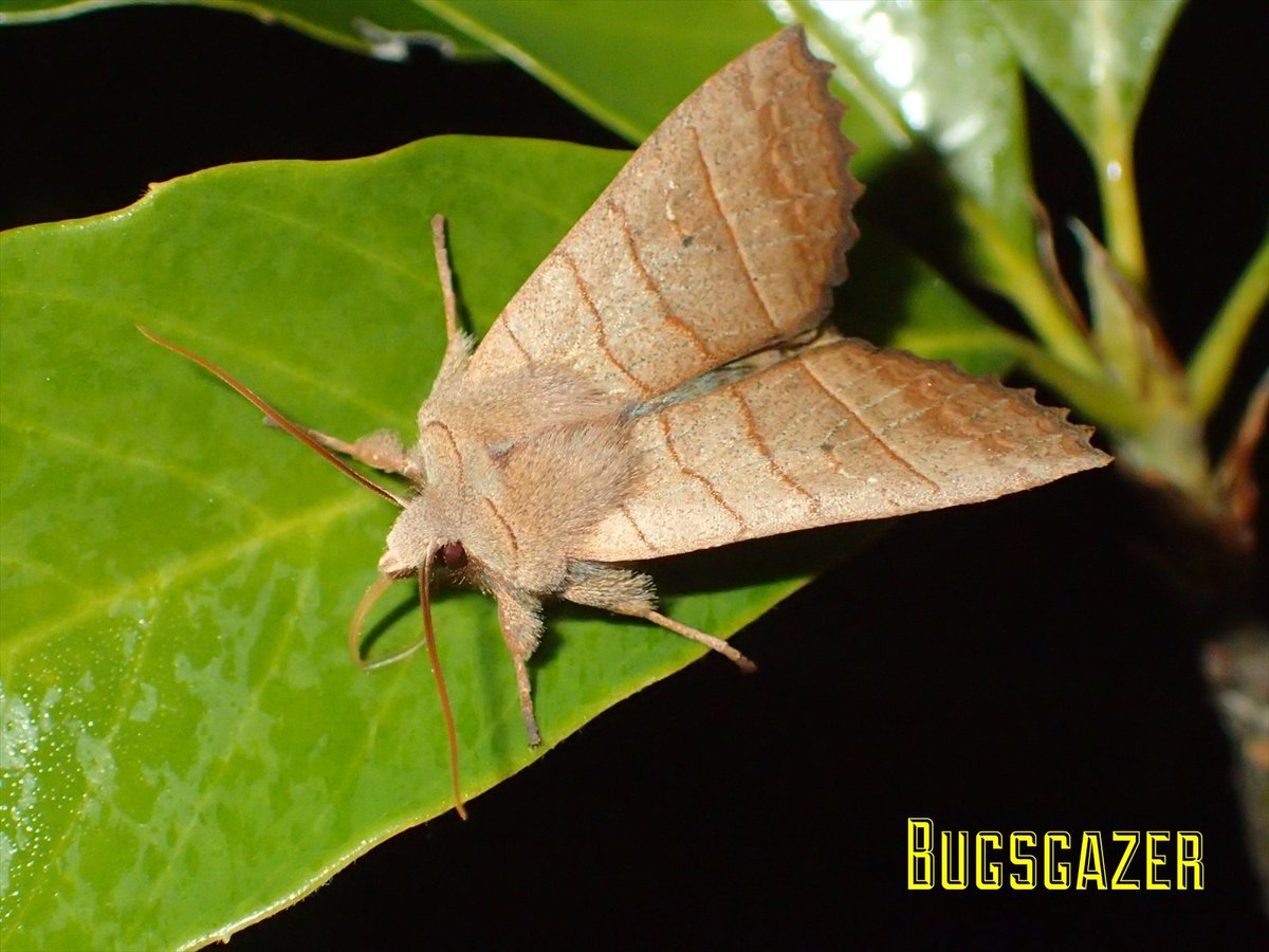 某むっしー㌠@切り紙の人 (@RTBGz01mkTNLBo0) / Posts / X