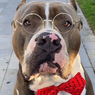 Sol Queen 👑 tweet media