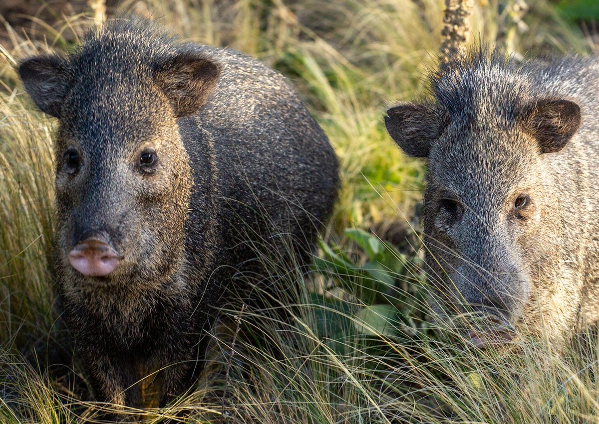 TracesofTexas's tweet photo. If you want to impress your friends, tell them that a herd of javelinas is technically known as a squadron. https://t.co/rHQ3IWK2Zj