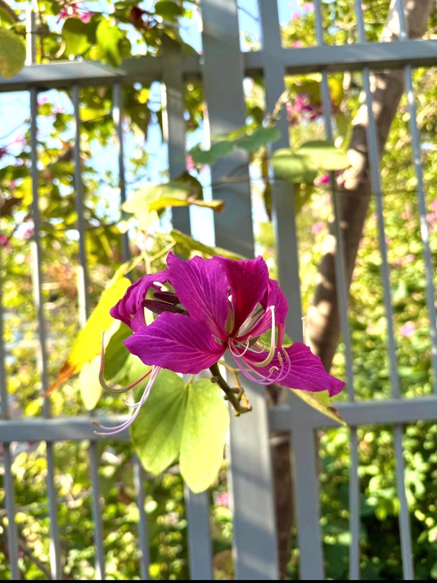Happy Thursday 🕊️
