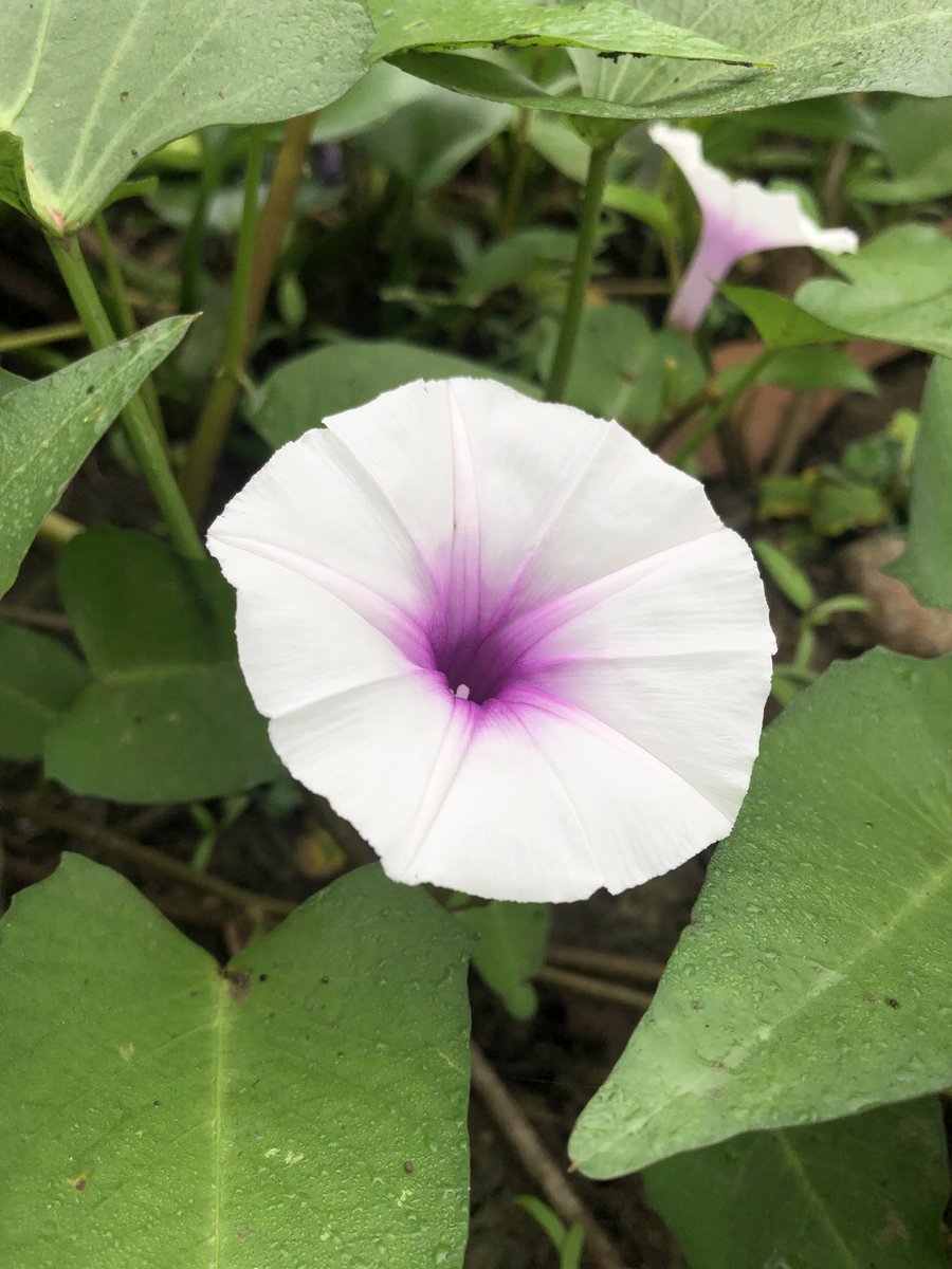 IMAMHASAN_B's tweet photo. White Morning Glory Flower with Pink Center in Natural Green Garden
#morningglory #whiteflower #pinkflowercenter #gardenflower #wildflower #naturephotography #flowermacro #botanicalbeauty #greenleaves #flowerbloom #plantphotography #naturelovers #tropicalflower #springflower https://t.co/7zoKtzZZAI