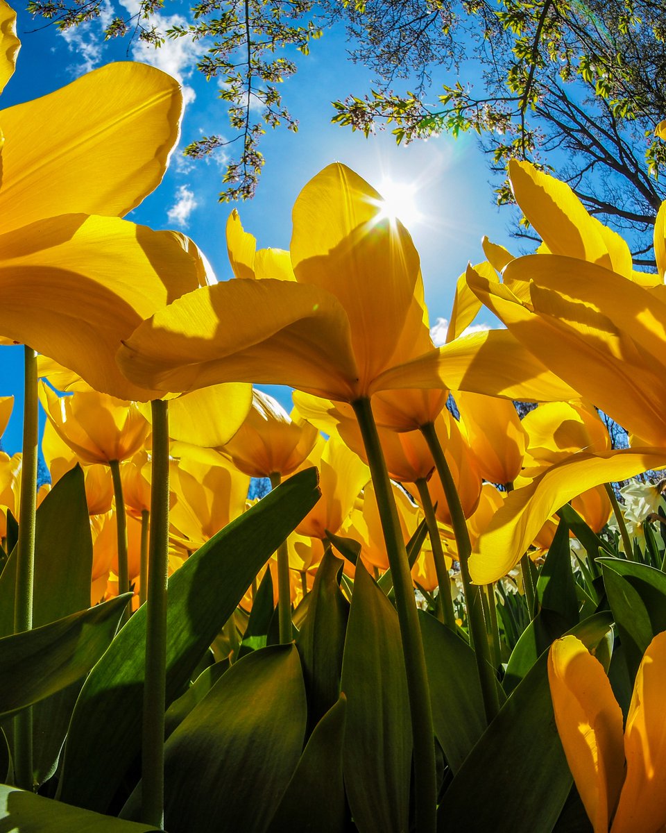 Adobe Creative Cloud tweet media