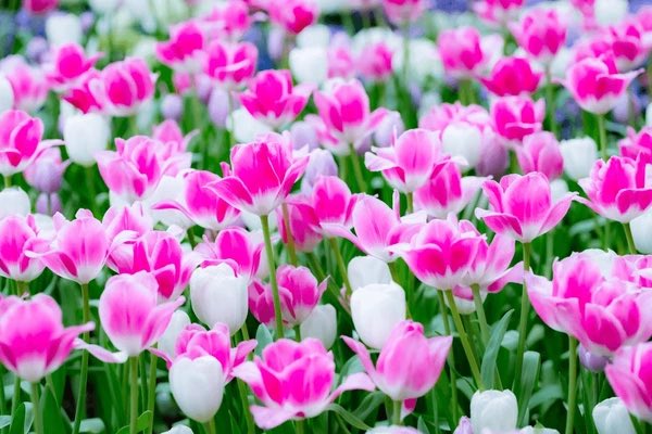 RxOnlyFL's tweet photo. His recompense to sinners is that, instead of a just recompense, he rewards them with resurrection, and instead of those bodies with which they trampled upon his law, he robes them with the glory of perfection.

~ St. Isaac of Syria 🌸 https://t.co/Kdfz3sosez