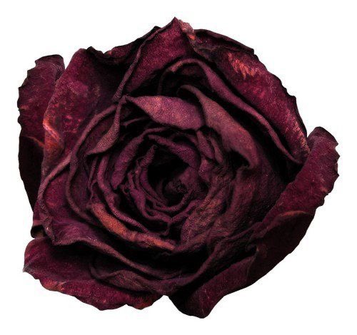 777dan_'s tweet photo. @ll_wj0 Lowkey reminds me of a rose when it withers https://t.co/DoAPvKyq3C