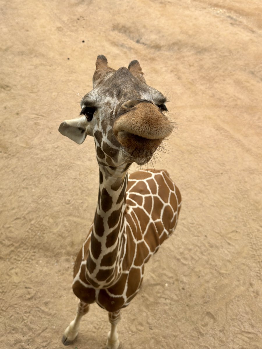 San Antonio Zoo 🦍 tweet media