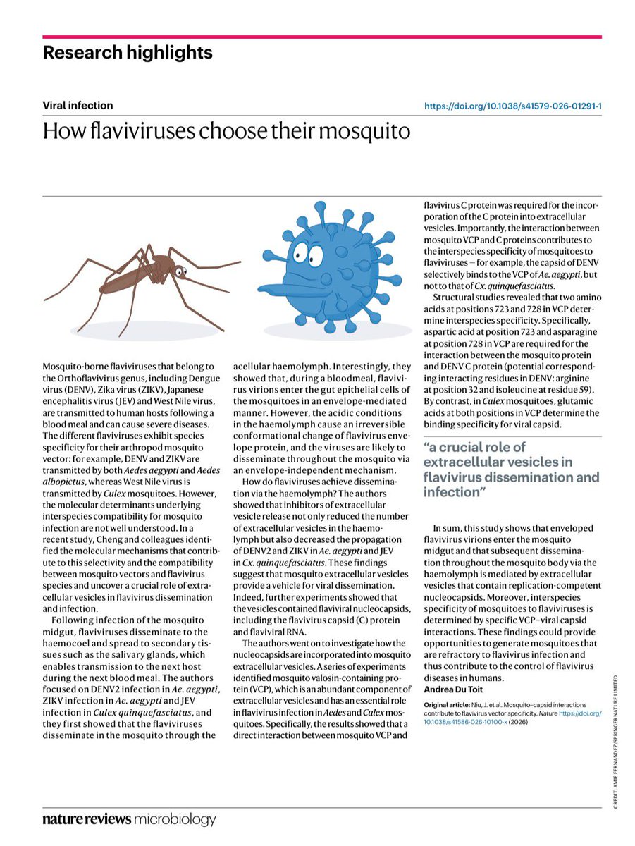acinnacional's tweet photo. El “caballo de Troya” del dengue y el Zika 🦟
Los mosquitos liberan vesículas extracelulares en la hemolinfa que facilitan la diseminación viral dentro del vector. Cuando se bloquea la liberación de estas vesículas, disminuye significativamente la propagación de DENV-2 y ZIKV en Aedes aegypti, así como de JEV en Culex quinquefasciatus.
Estas vesículas no son inertes: transportan nucleocápsides competentes para replicación, que contienen proteína de cápside (C) y RNA viral, actuando como vehículos protegidos para el virus.
La clave radica en una interacción molecular específica entre la proteína del mosquito VCP (valosin-containing protein) y la cápside viral. Dos aminoácidos en VCP parecen determinar la compatibilidad vector-virus, lo que ayuda a explicar por qué determinadas especies transmiten ciertos arbovirus y no otros.
Este hallazgo abre la puerta al desarrollo de mosquitos refractarios a la transmisión viral y a nuevas estrategias innovadoras de control vectorial. @josemillanonate 
#Dengue #Zika #Arbovirus #SaludPública #InvestigaciónCientífica