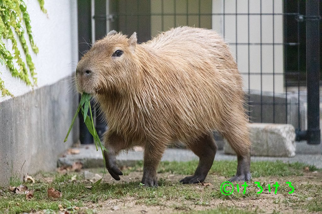 おはようございます。食べながらあさひちゃん。 #王子動物園 #カピバラ
