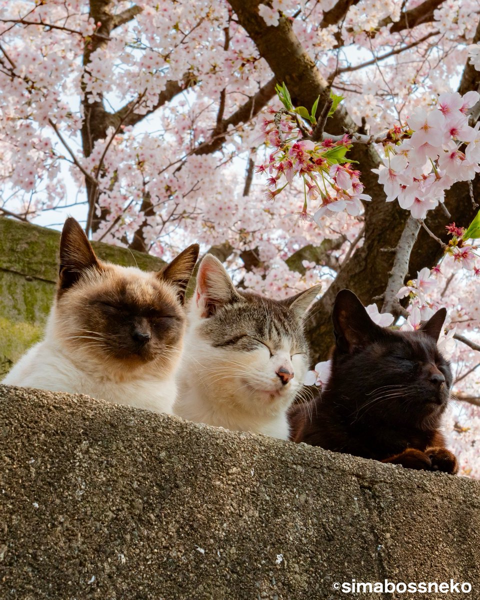 simabossneko 写真集「島にゃんこ」発売中 tweet media