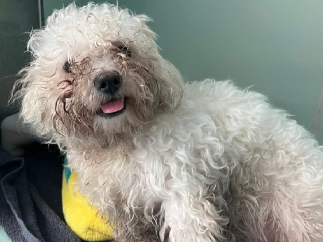 Little Paws NYC tweet media