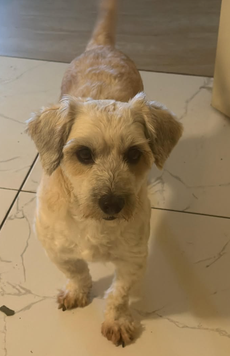 SE BUSCA!!!!!! se perdió a los alrededores del cantón San Roque, San Salvador.

Es hembra y se llama Café, ayúdanos a encontrarla. se dará recompensa.

Ayúdanos a compartir por favor.

#77345701

🫤