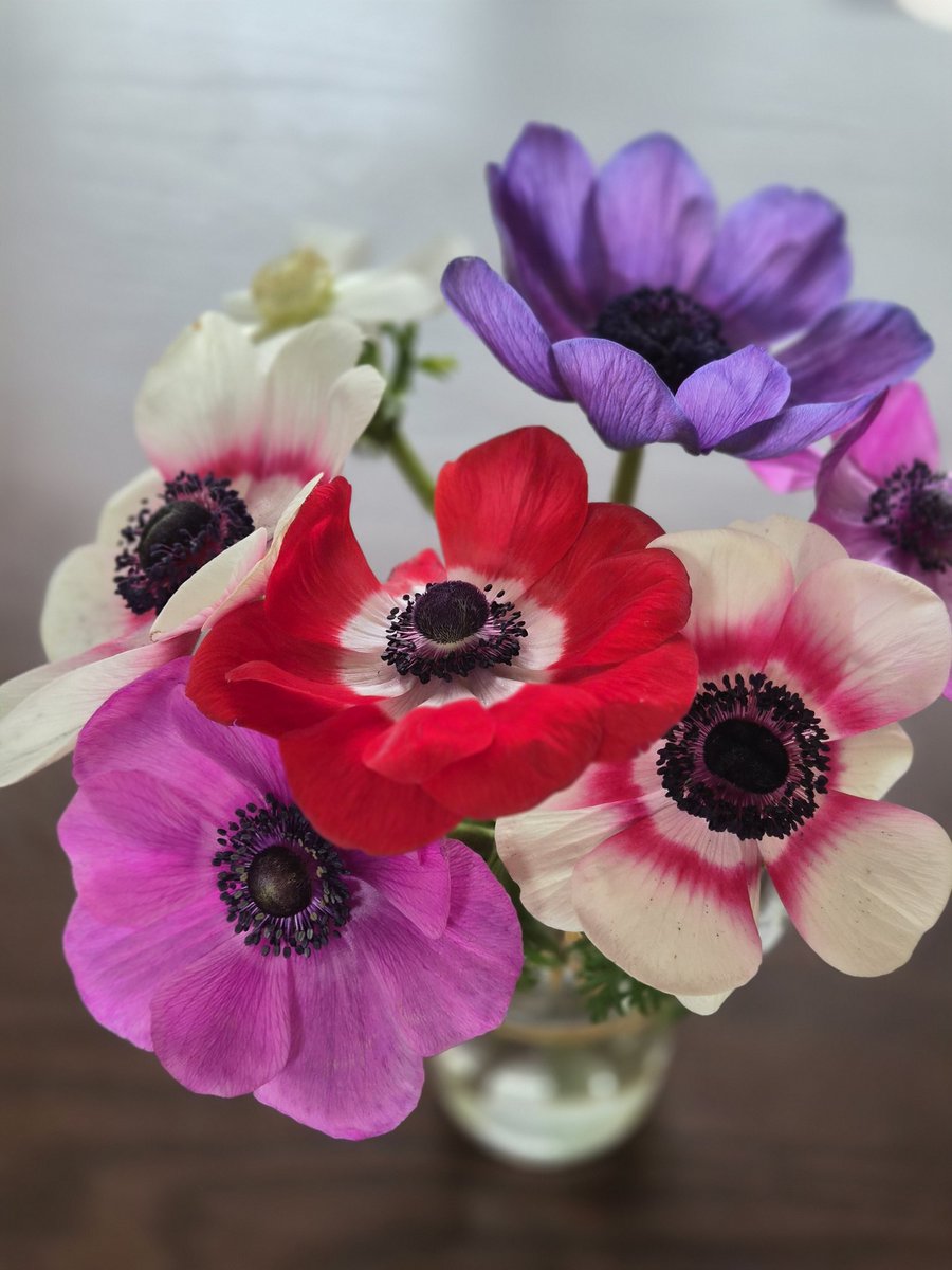 Good morning 先日のコンサートでいただいたのは、アネモネだけの花束