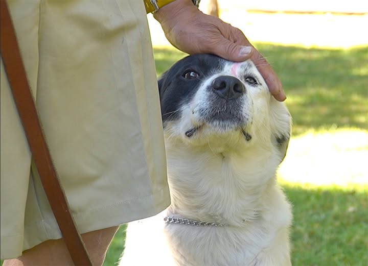 crim_unam's tweet image. 🐶¿Sabías que convivir con #lomitos ayuda a regular la ansiedad y el estrés?
Entérate en #GacetaUNAM
🐾 acortar.link/Oq6TG5