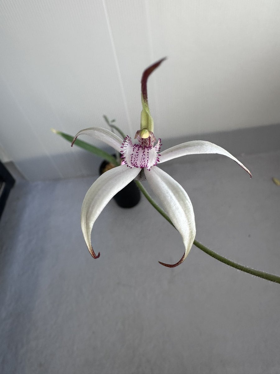 グ ラ ス ラ （4/10〜12inサンシャイン 「オキボタ」） (@grandsura