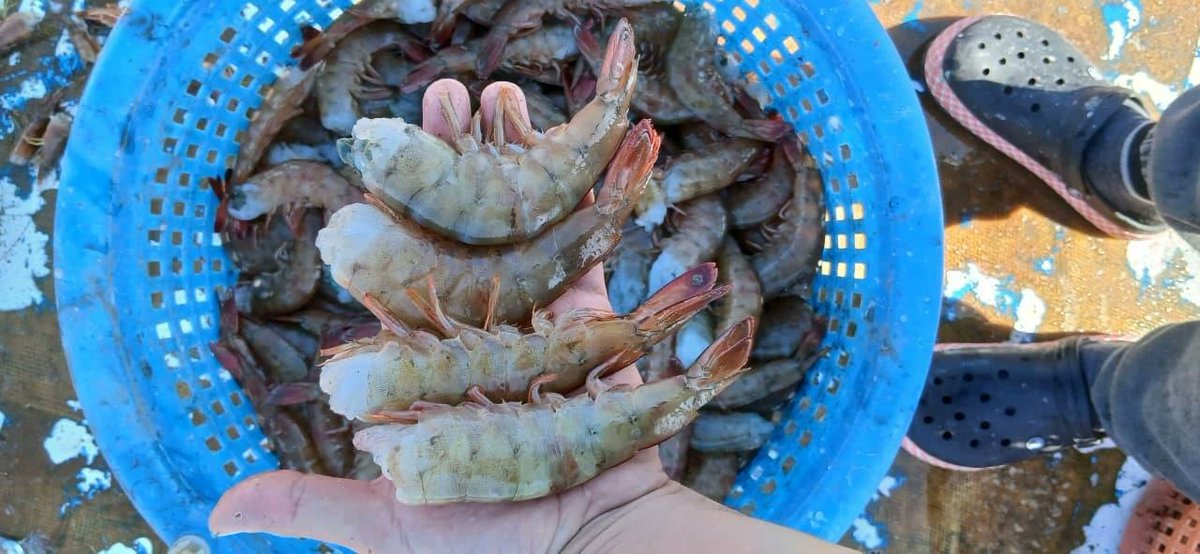 INPESCANic tweet media