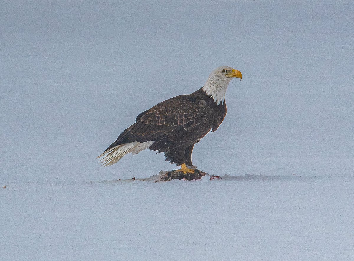 Jmano33's tweet photo. @WWLP22News @WMassNews Granby has a bald eagle hanging out in town, and it’s been very photogenic! https://t.co/QMBeg62dhS