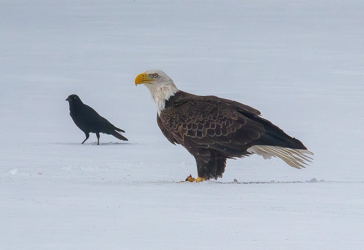 Jmano33's tweet photo. @WWLP22News @WMassNews Granby has a bald eagle hanging out in town, and it’s been very photogenic! https://t.co/QMBeg62dhS