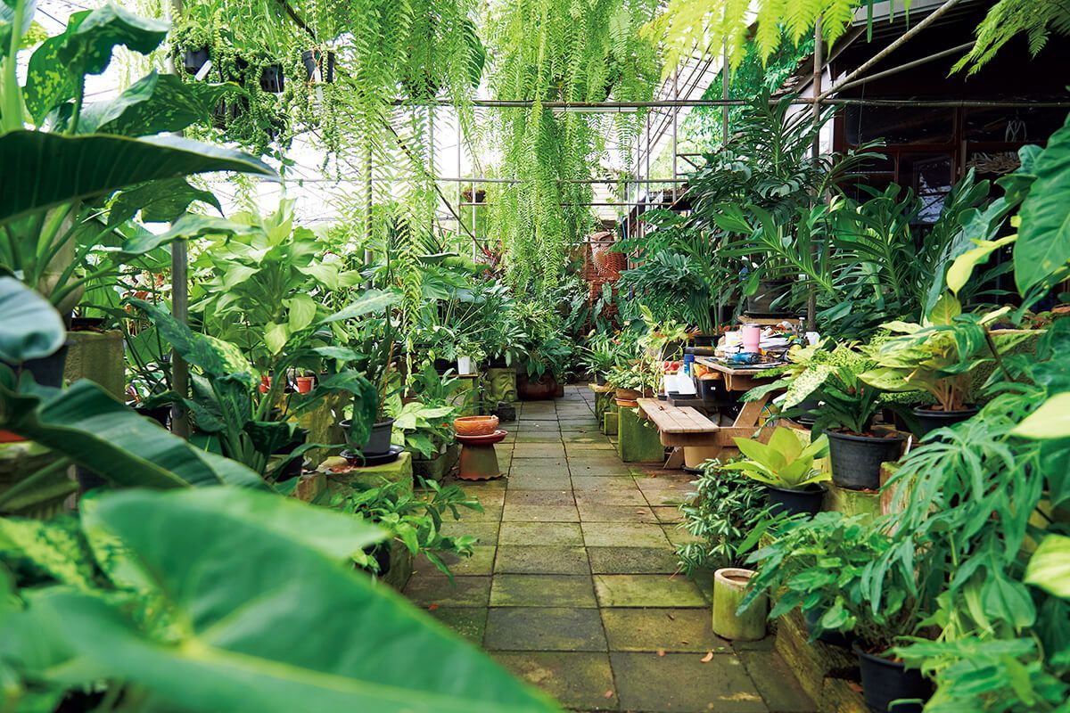 BRUTUS_mag's tweet photo. プロのプラントハンターも通う、バンコクの植物の名スポット3選 
https://t.co/WnzWMuBOiV https://t.co/Y9z6UGHALR