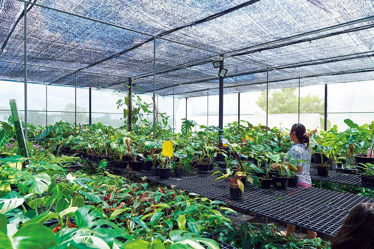 BRUTUS_mag's tweet photo. プロのプラントハンターも通う、バンコクの植物の名スポット3選 
https://t.co/WnzWMuBOiV https://t.co/Y9z6UGHALR