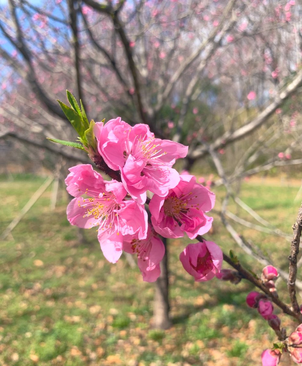 今日もここから…😽 花桃を撮りに 突風の中(ง ˙˘˙ )ว・・・🌸𓈒𓏸𓈒𓐍