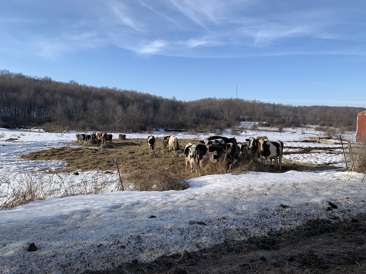 Courtney🐮 tweet media