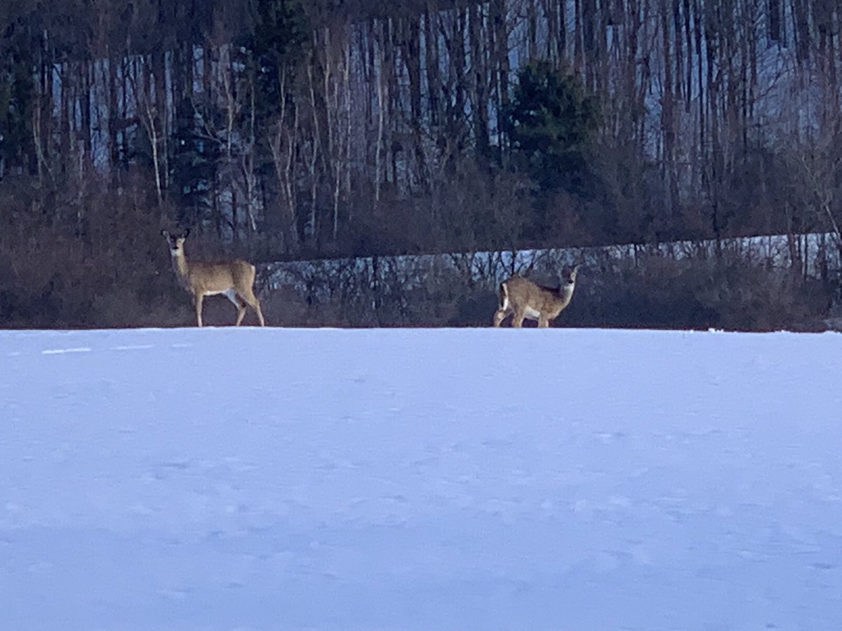 Courtney🐮 tweet media