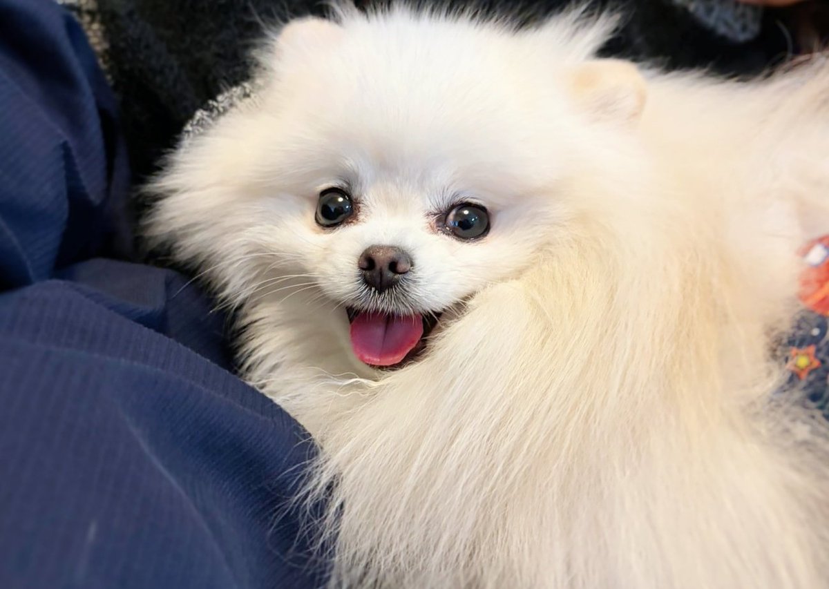 おこめ屋 (@chimaki0328) / Posts / X