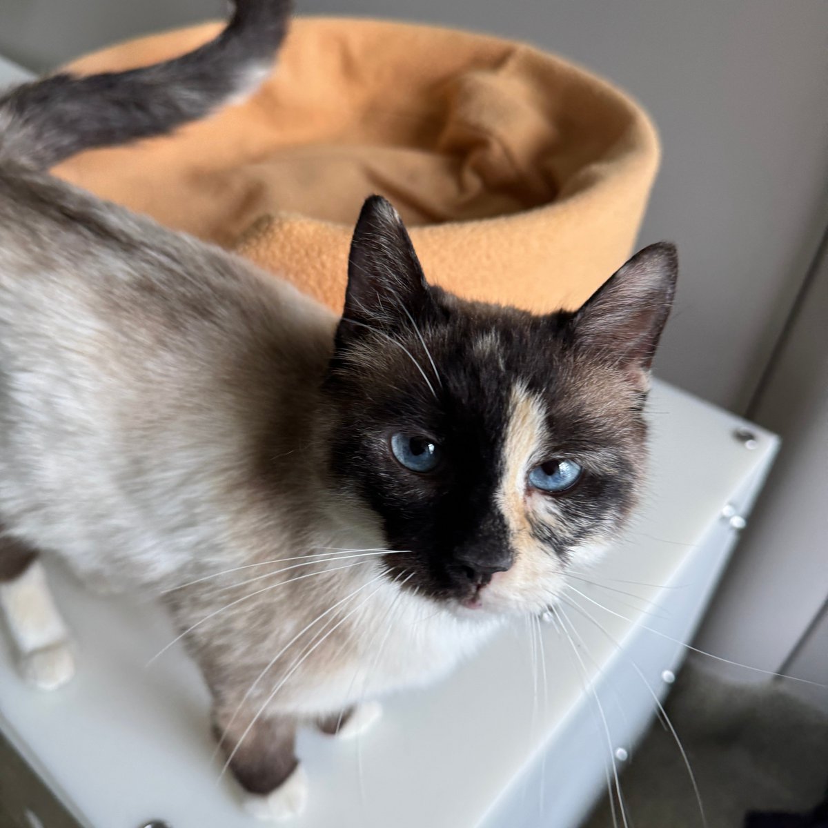 Tree House Humane Society tweet media