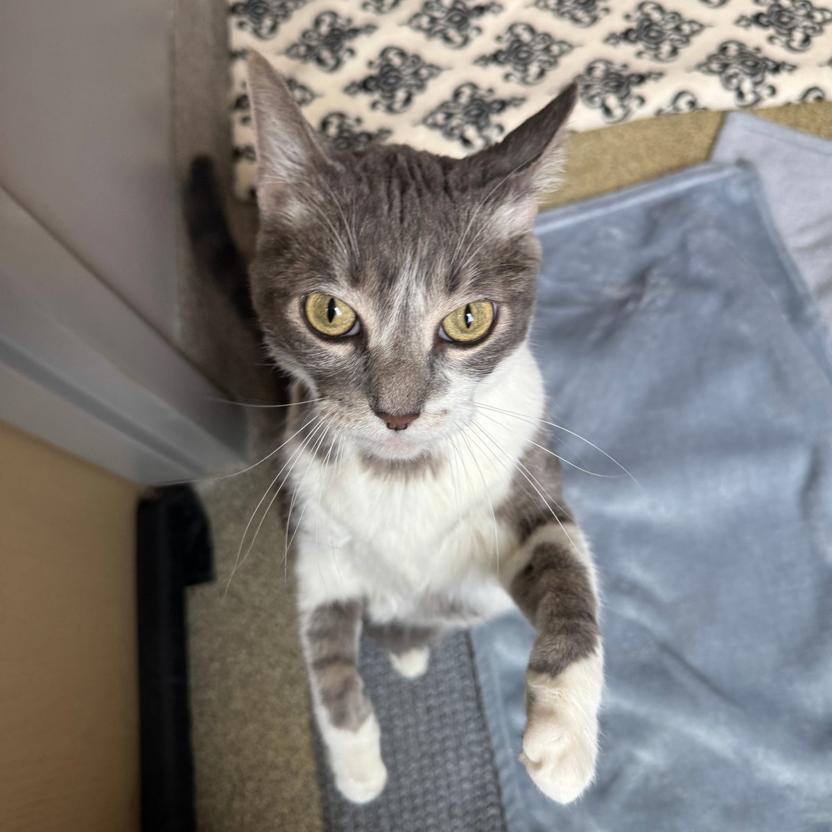 Tree House Humane Society tweet media