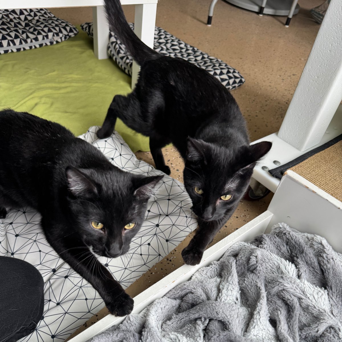 Tree House Humane Society tweet media