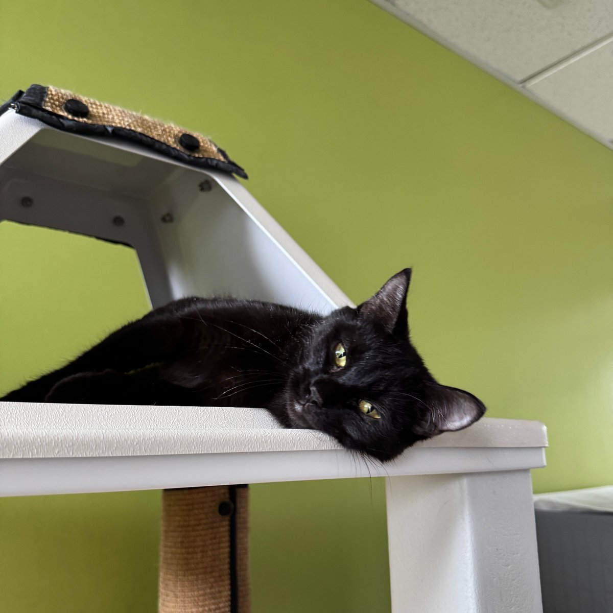 Tree House Humane Society tweet media