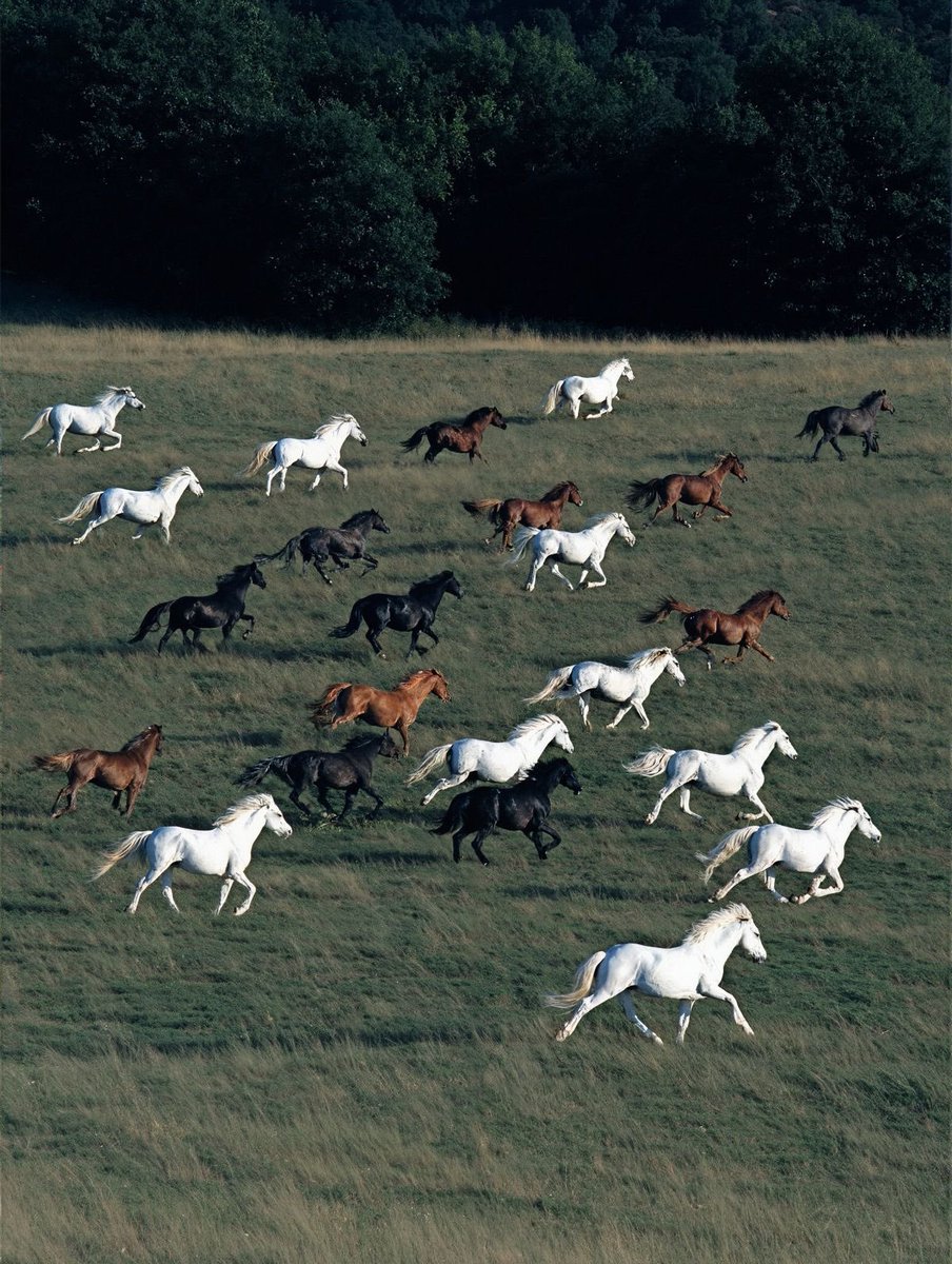 𝑝𝑢𝑟𝑒 tweet media