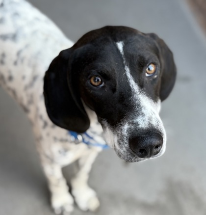 HALO Animal Rescue tweet media