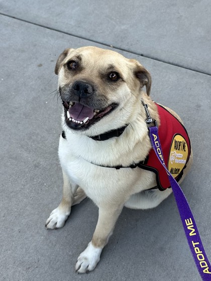 HALO Animal Rescue tweet media