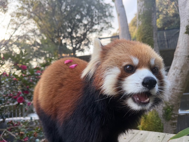 もんもん (@monmon_redpanda) / Posts / X