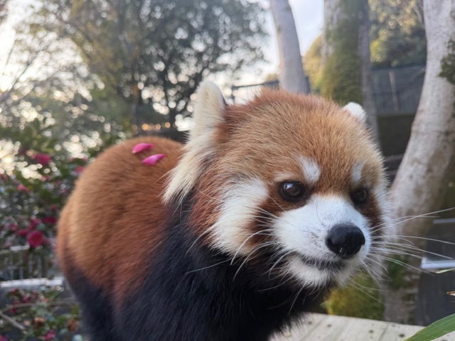 もんもん (@monmon_redpanda) / Posts / X