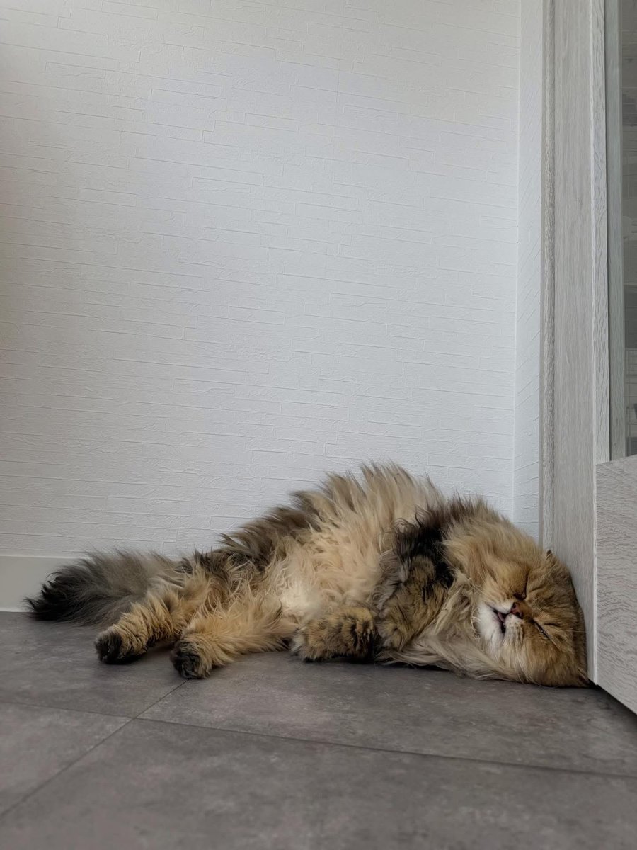 おはようございます。
まだ、寝てます🐱

にゃん子ん家のホテルの朝は
こんなゆったりした時間が流れてます。

#猫
#猫のいる暮らし
#猫好きさんと繋がりたい
#猫ホテル
#猫専門店
#にゃん子ん家
#cat