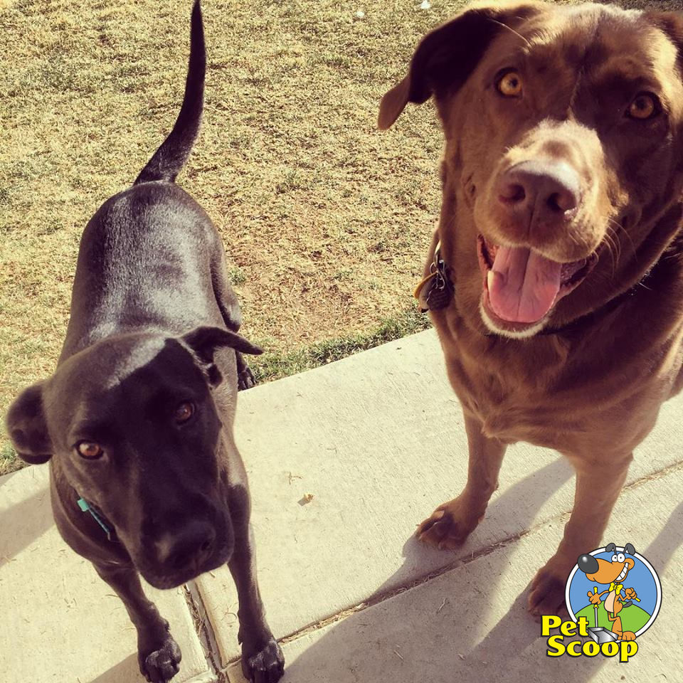 petscoop's tweet photo. Midweek mood: Cozy patio vibes and zero landmines! 🐾 Since 1994, we’ve been keeping Colorado yards cozy and clean so you can just enjoy the view. 30 years of expert scooping means we handle the "doo" so you don't have to! 💩✨ #PetScoop #CleanYard #ColoradoDogs https://t.co/C74x4UhRct