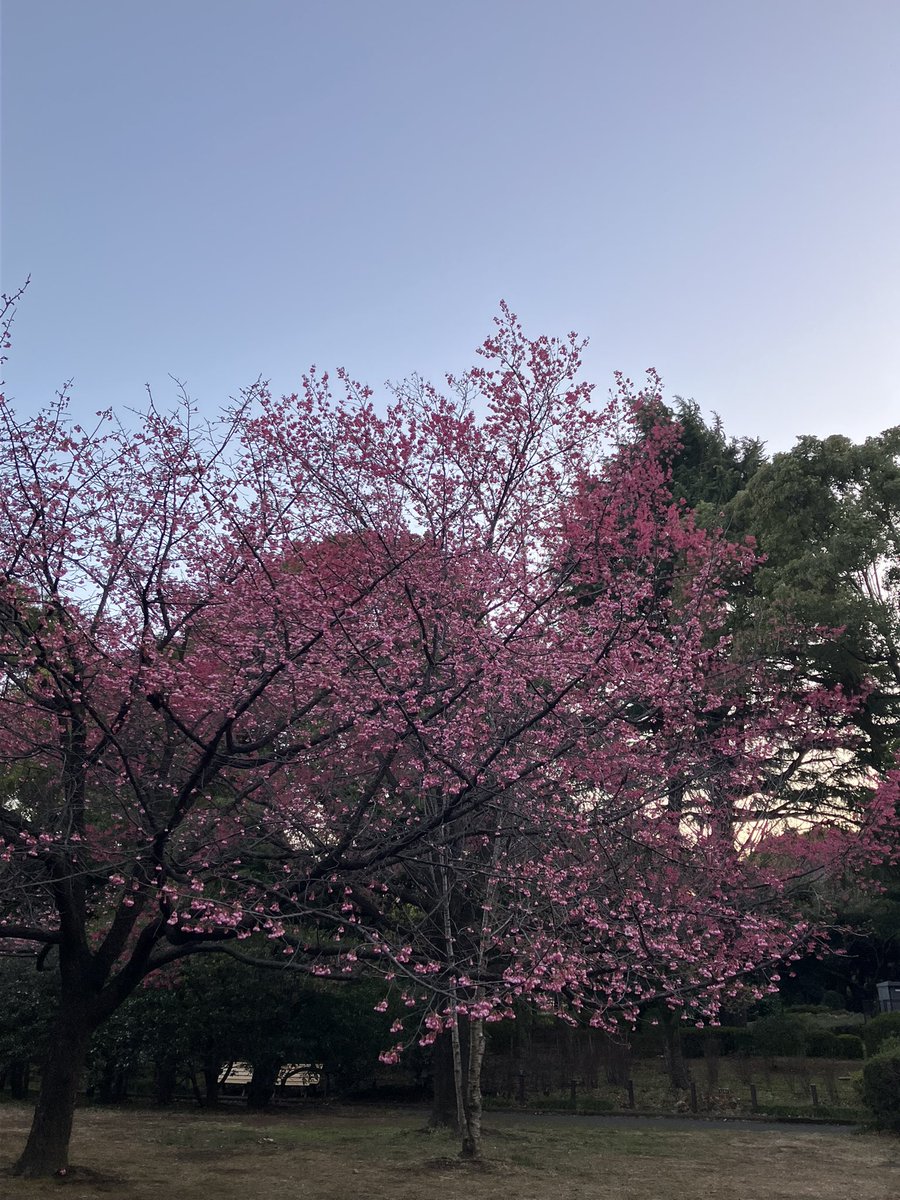 花が咲き始め
鳥たちは歌い
上着を脱いだ人々が目立ち始める
地域差は大きいけど
春はもう到着してる
景色がガラッと変わる春は
人への影響も少なくない
體にも心にも

春には明るいイメージがあるけれど
あなたは落ち込んだり
暗くなっても
別にいい
春は変化の季節、だからね
#今日の誰かへ
