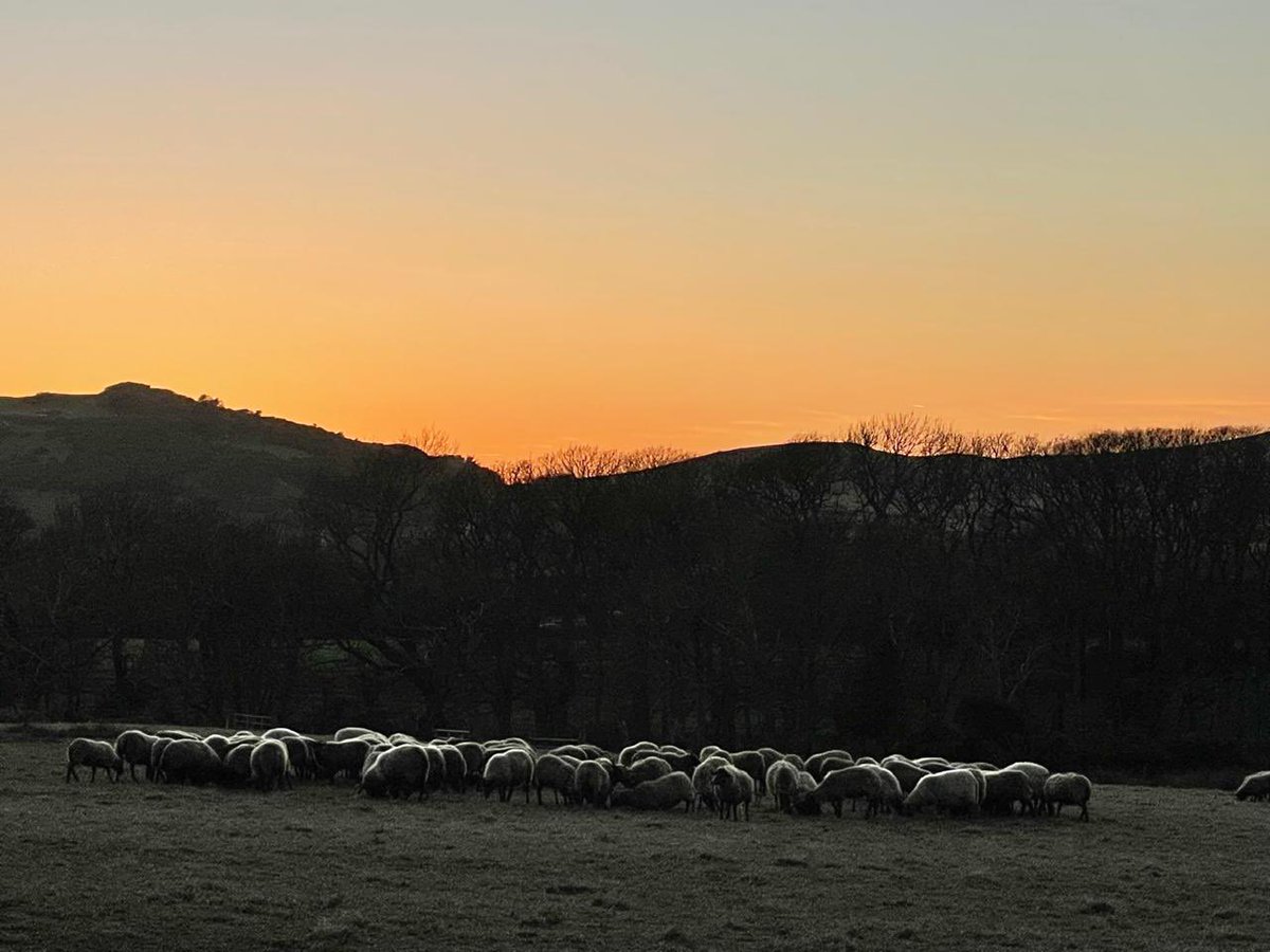 Manx Loaghtan tweet media