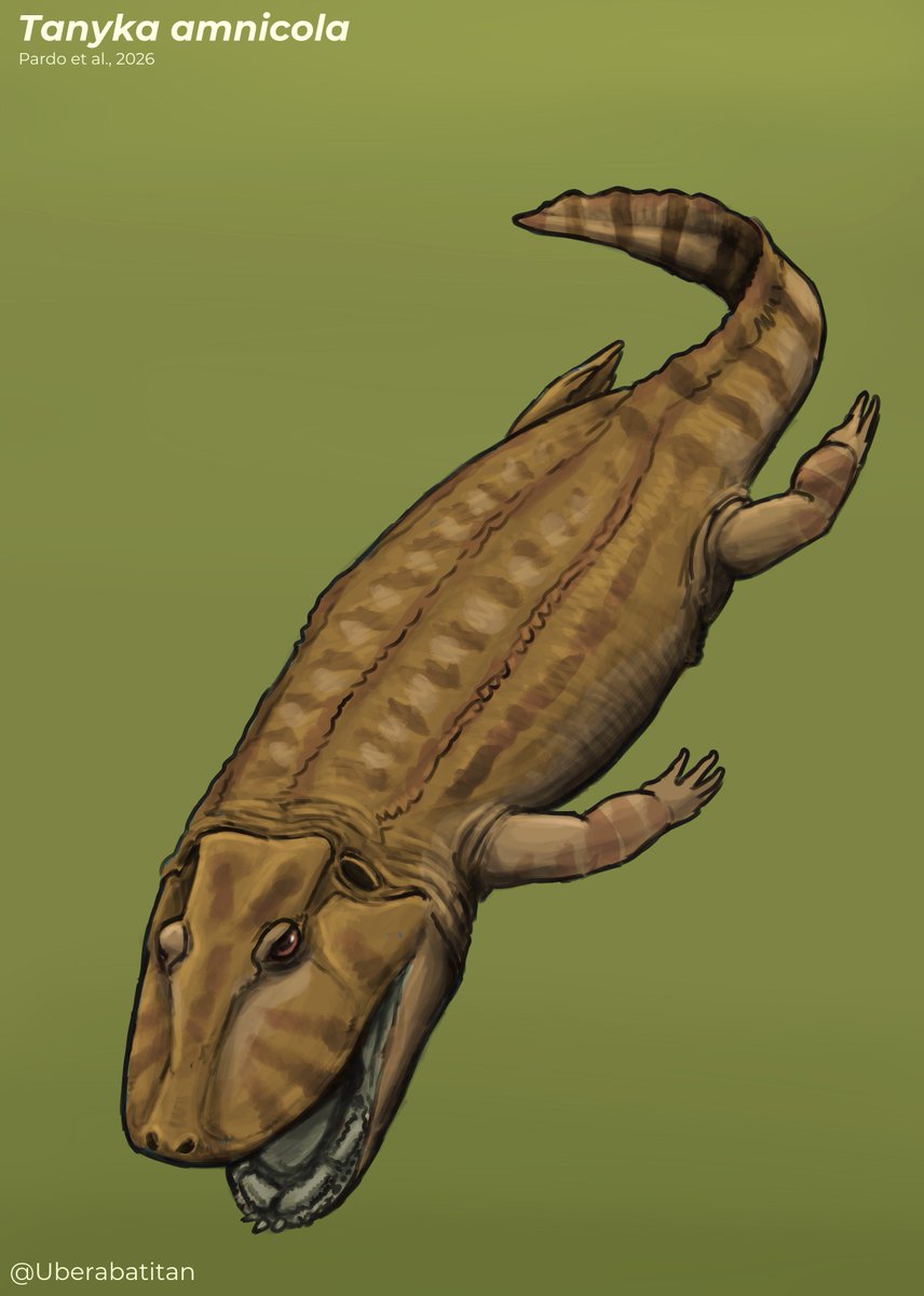 †Tanyka amnicola - Pardo et al., 2026.

📃 | "Um tetrápode basal aberrante do Permiano Inferior do Brasil.."

🔗 | royalsocietypublishing.org/rspb/article/2…