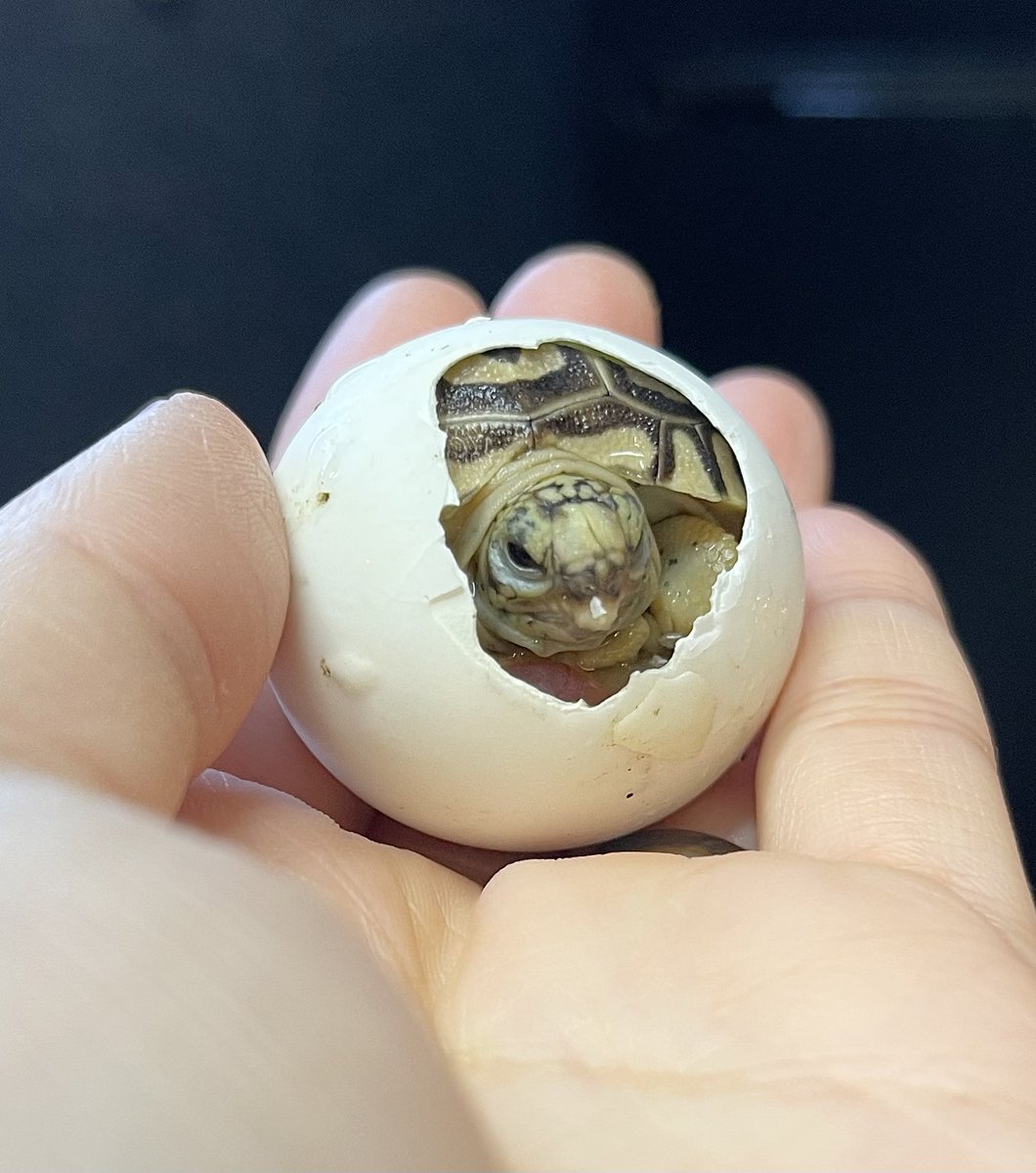 2匹目が顔出してくれてました🐢✨✨
斜め横から出てきたから、最初は甲羅の形ヤバそう😂😂😂💦
でも、友人にちゃんと膨らむから大丈夫って聞いて一安心😂☺️✨
#ヒョウモンガメ　#ヒョウモンリクガメ