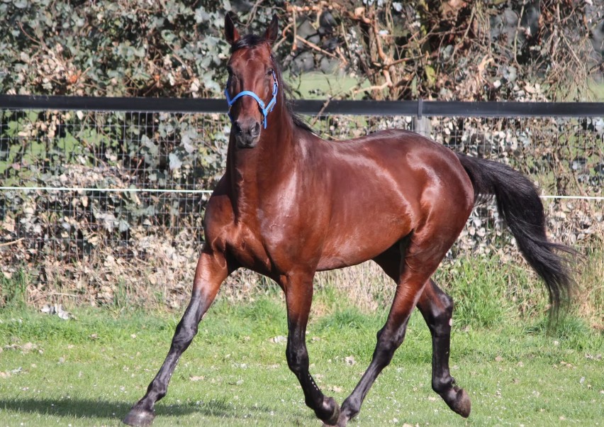 Breeding Viewpoint tweet media