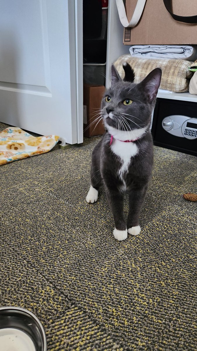 Nikki Cleveland tweet media