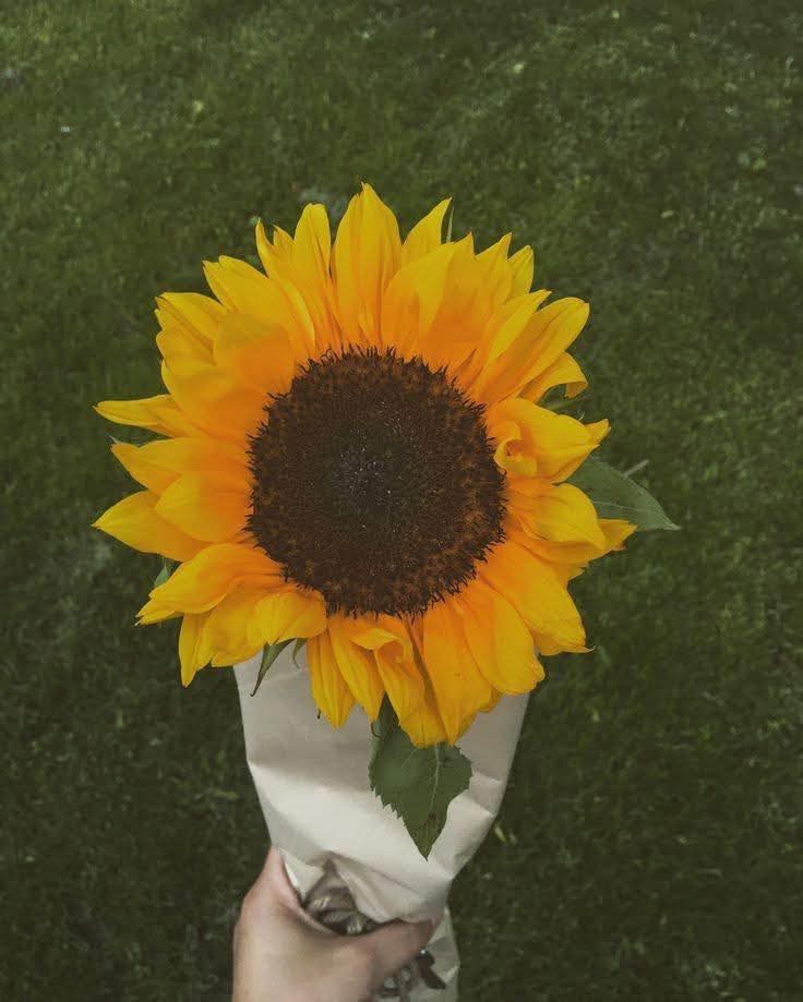 sunflower.🌻🤍 tweet media