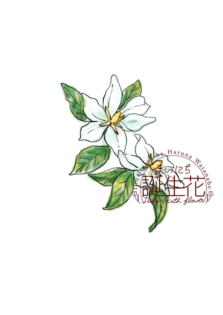 「3月5日 クチナシ 花言葉 とても幸せ #1日1絵 #まいにち誕生花」|渡邊 春菜のイラスト