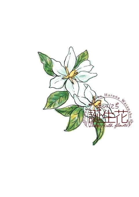 3月5日 クチナシ 花言葉 とても幸せ #1日1絵 #まいにち誕生花